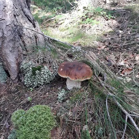 Pod Serikem Appartement