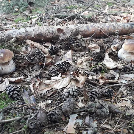 Appartement Pod Serikem *